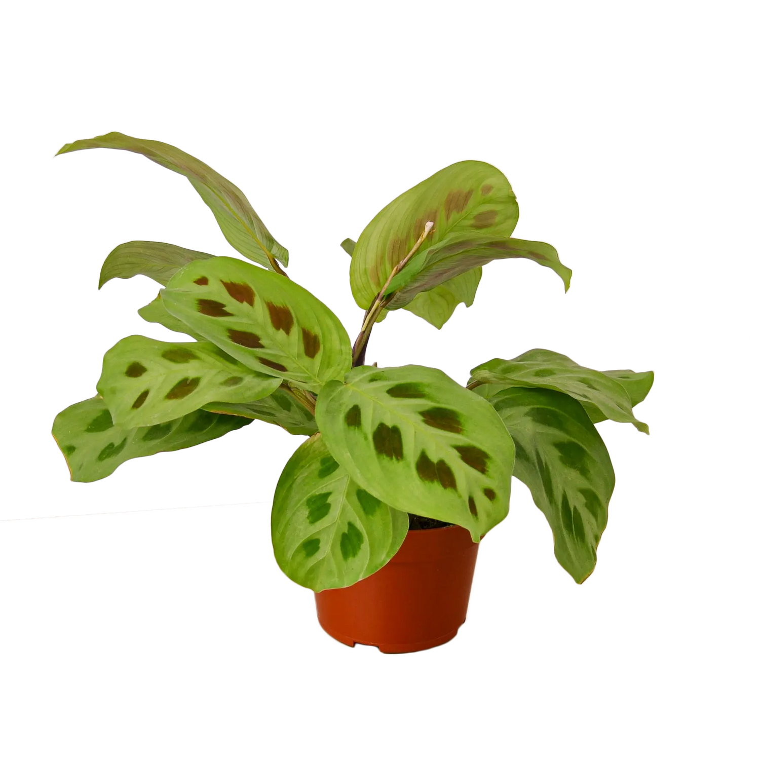 Prayer Plant &