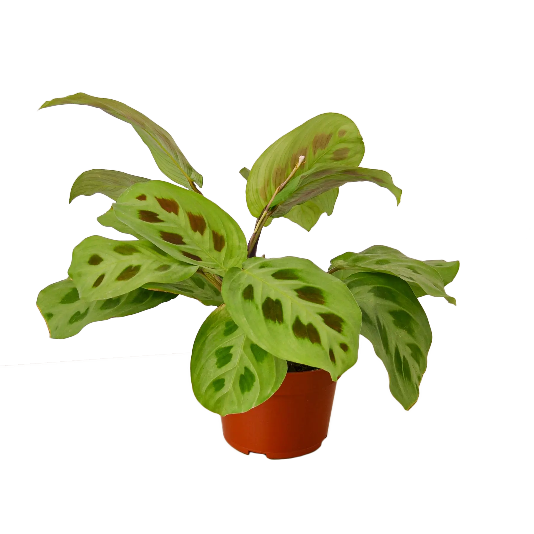 Prayer Plant &