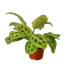 Prayer Plant &