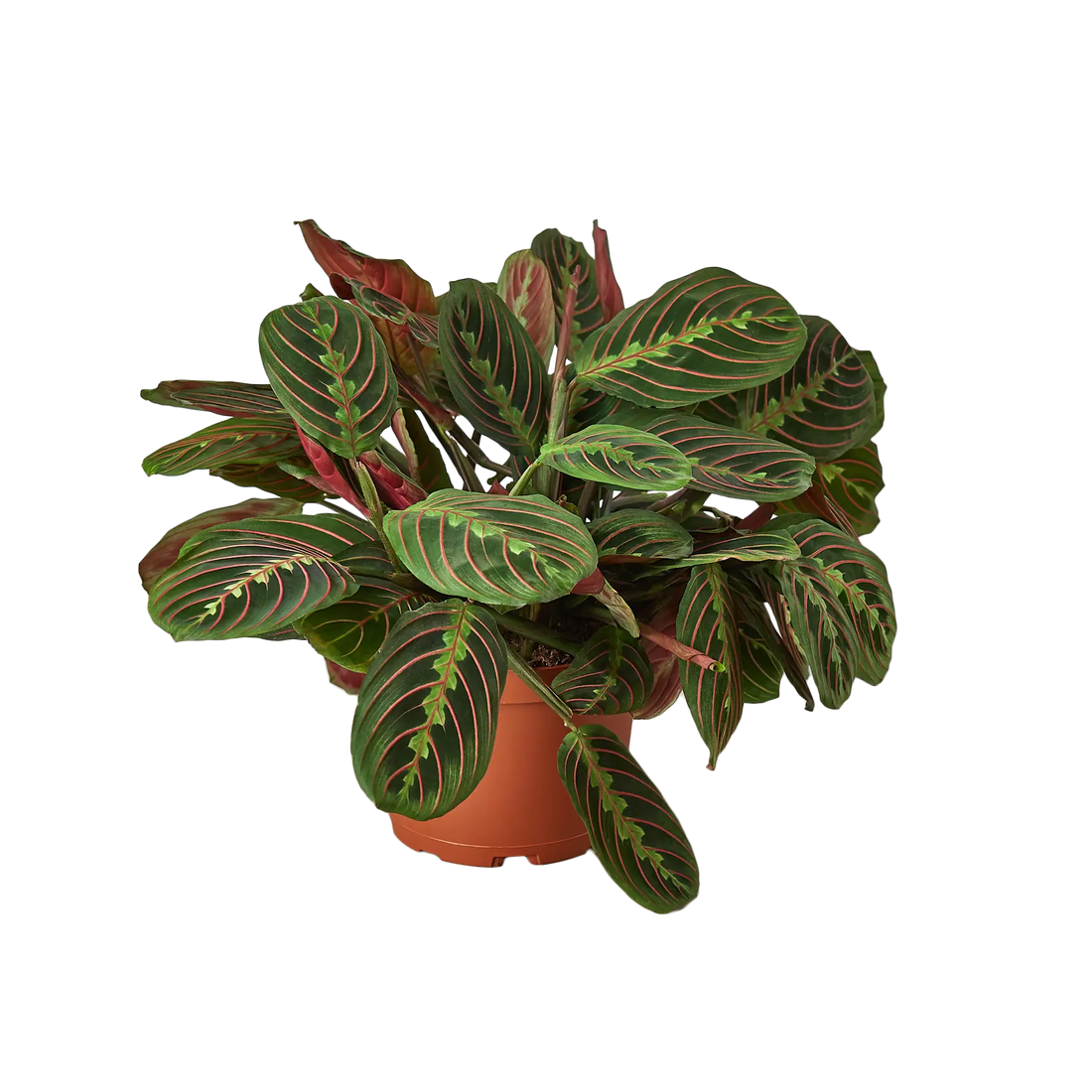 Prayer Plant &