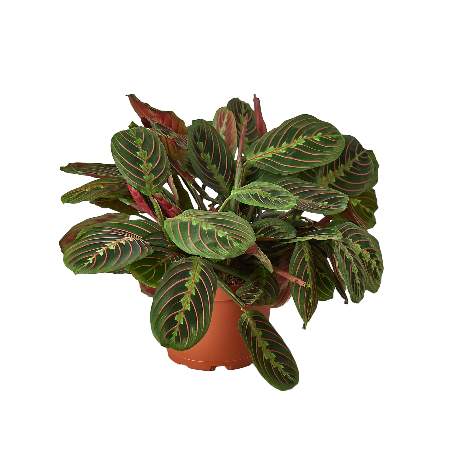 Prayer Plant &