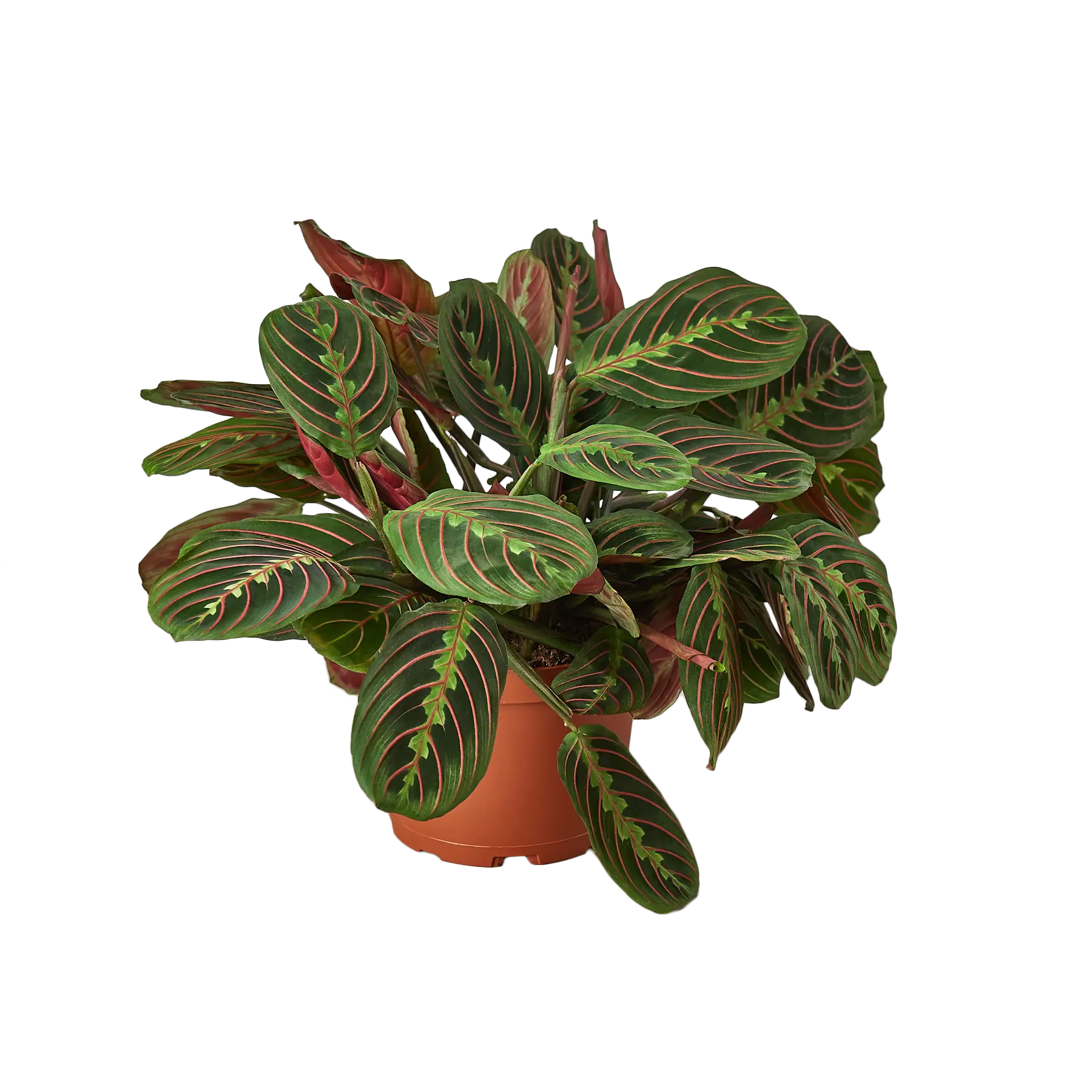Prayer Plant &