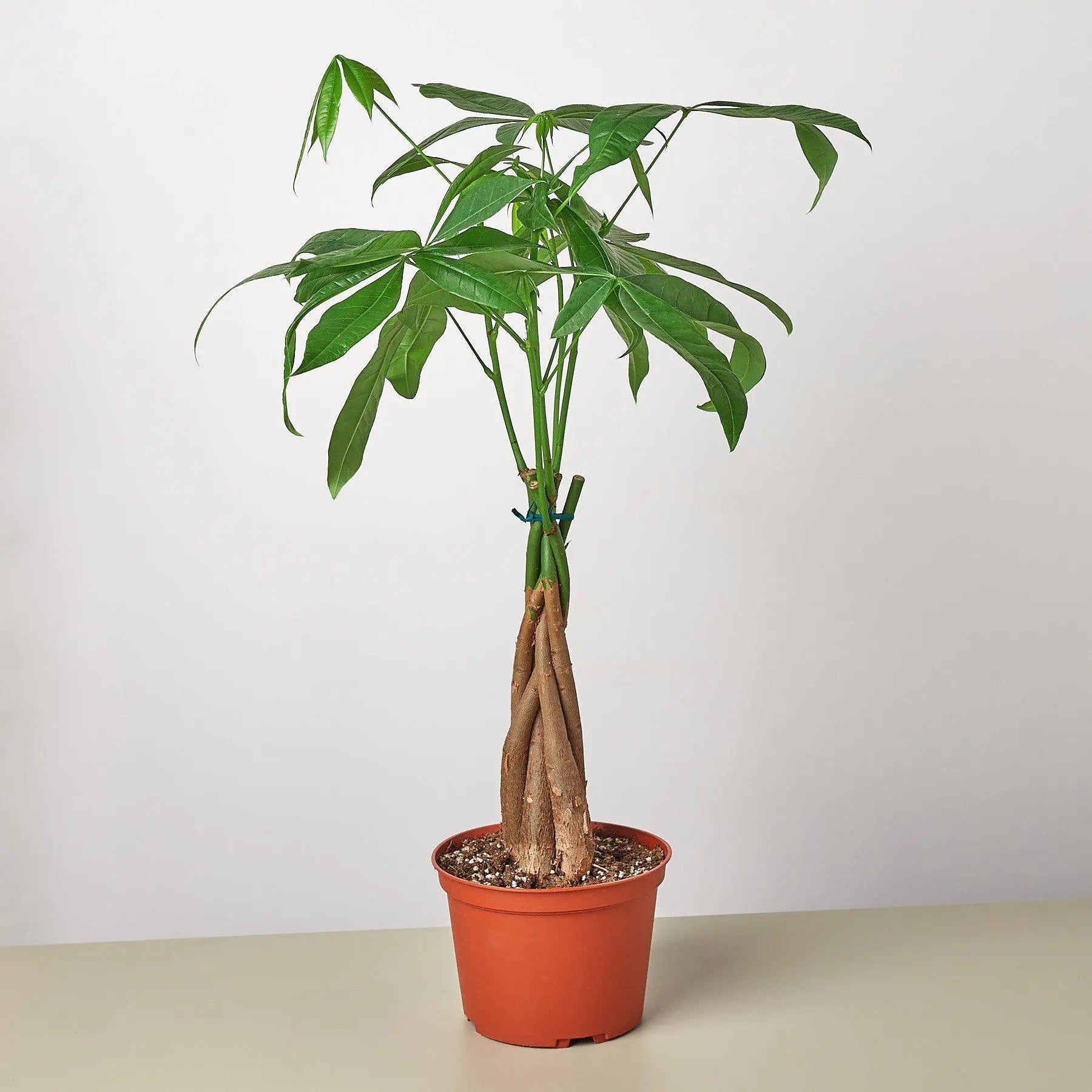 Money Tree - Braid - Hive Plants -