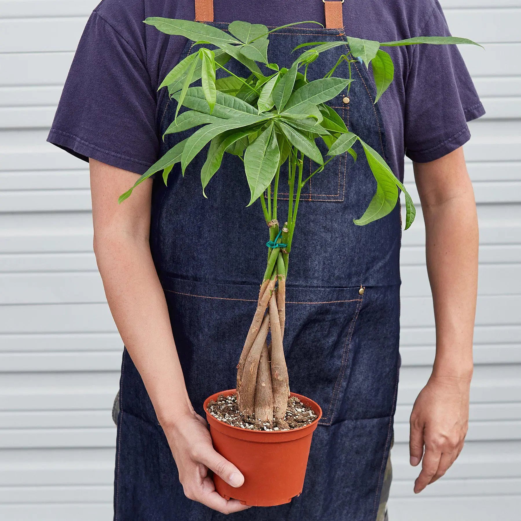 Money Tree - Braid - Hive Plants -