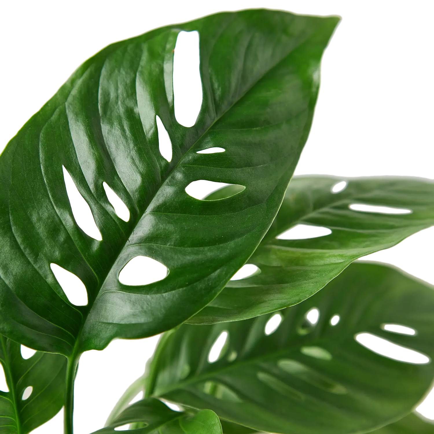 Monstera Swiss Cheese - Hive Plants - Indoor & Outdoor Plants