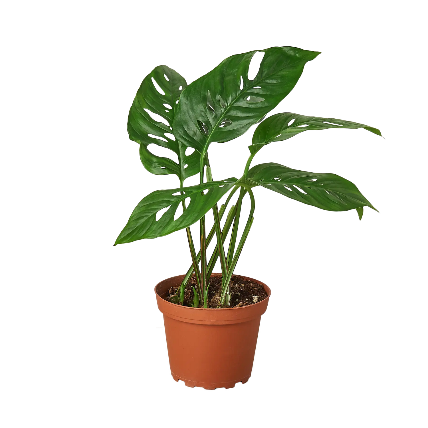 Monstera Swiss Cheese - Hive Plants - Indoor & Outdoor Plants