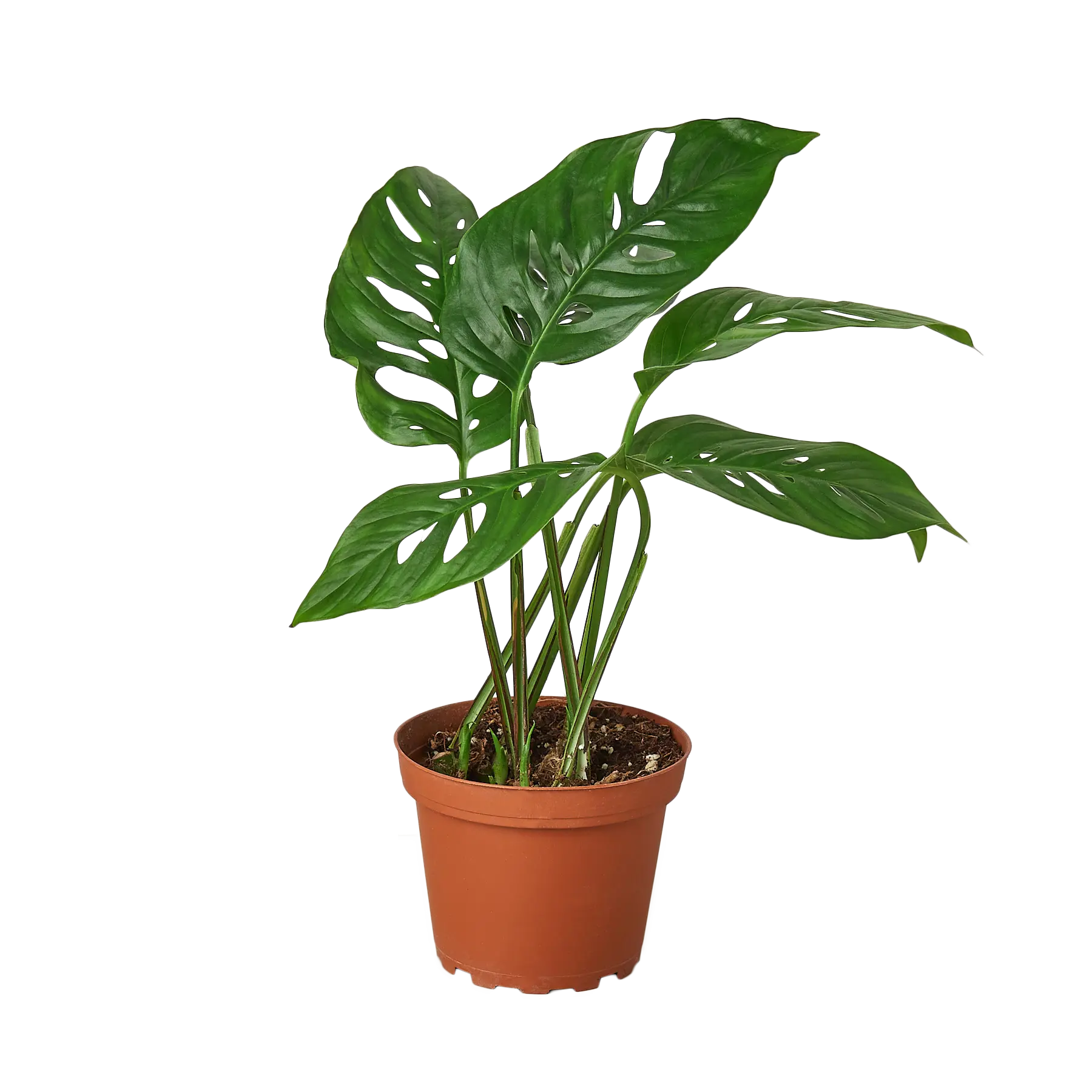 Monstera Swiss Cheese - Hive Plants - Indoor & Outdoor Plants