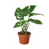 Monstera Swiss Cheese - Hive Plants - Indoor & Outdoor Plants