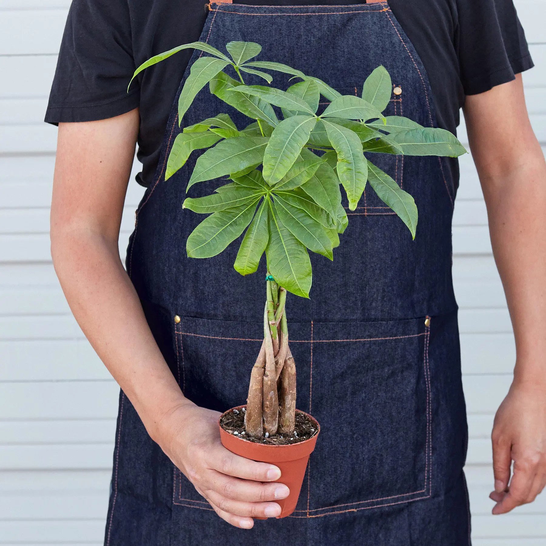 Money Tree - Braid - Hive Plants -
