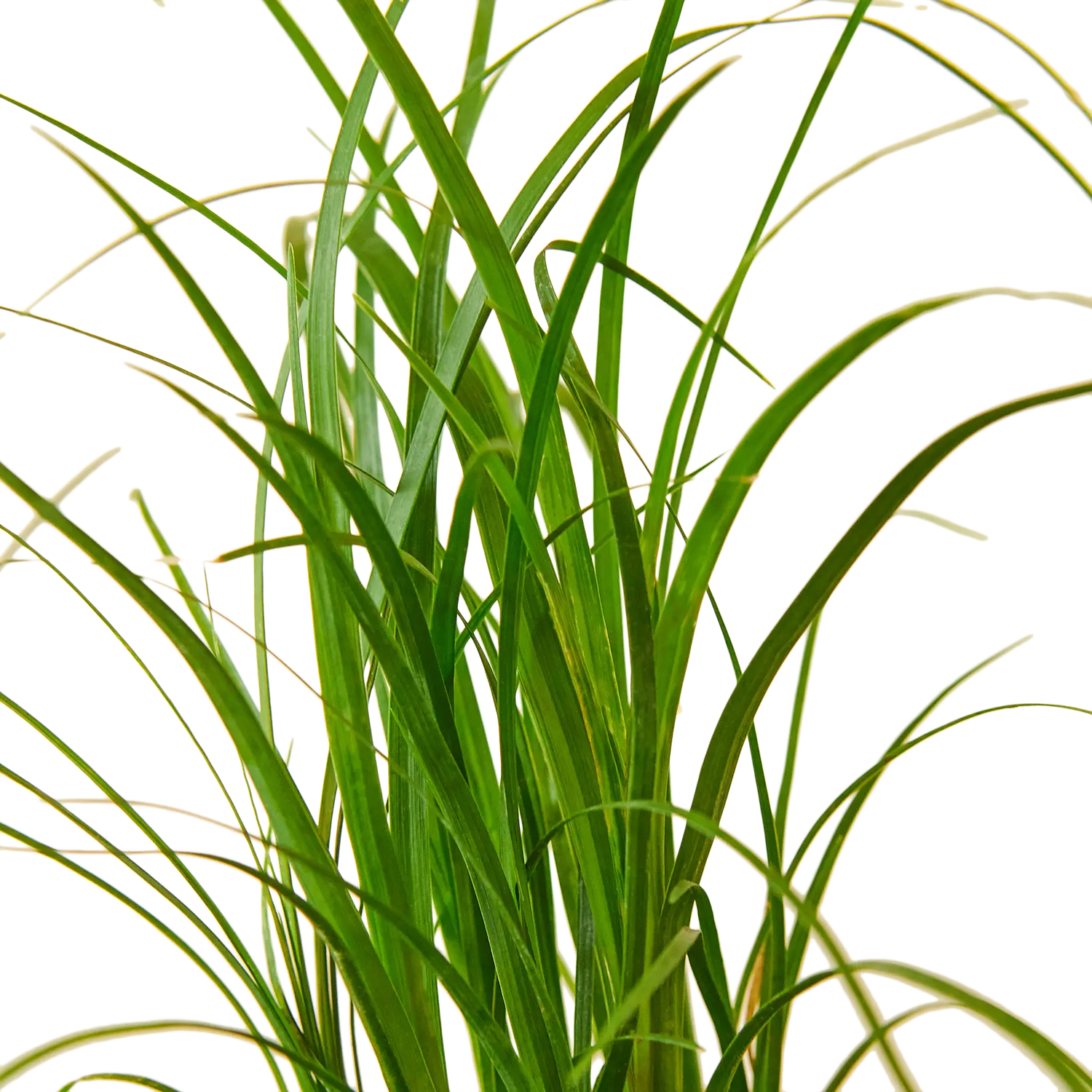 Ponytail Palm - Hive Plants - Indoor & Outdoor Plants