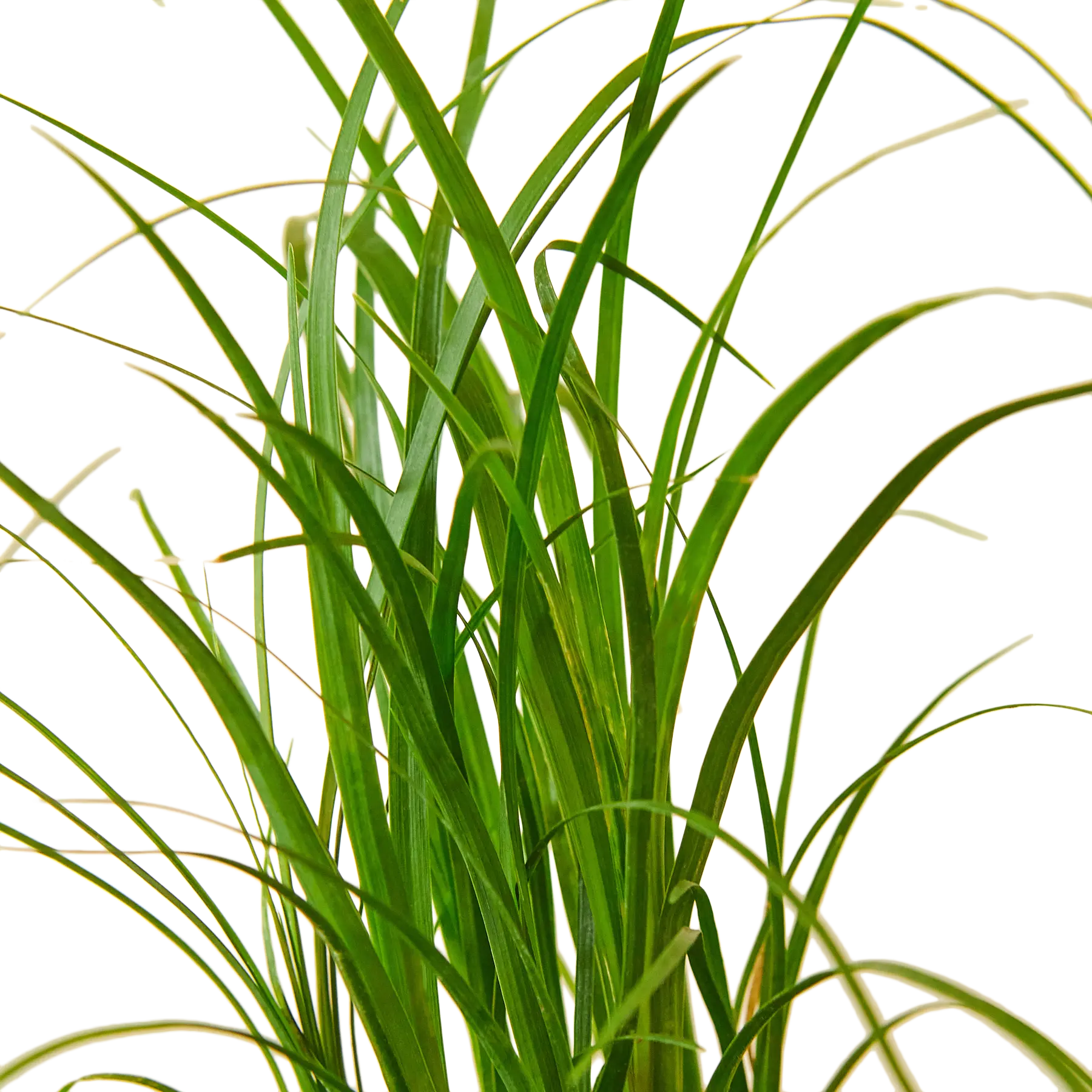 Ponytail Palm - Hive Plants - Indoor & Outdoor Plants