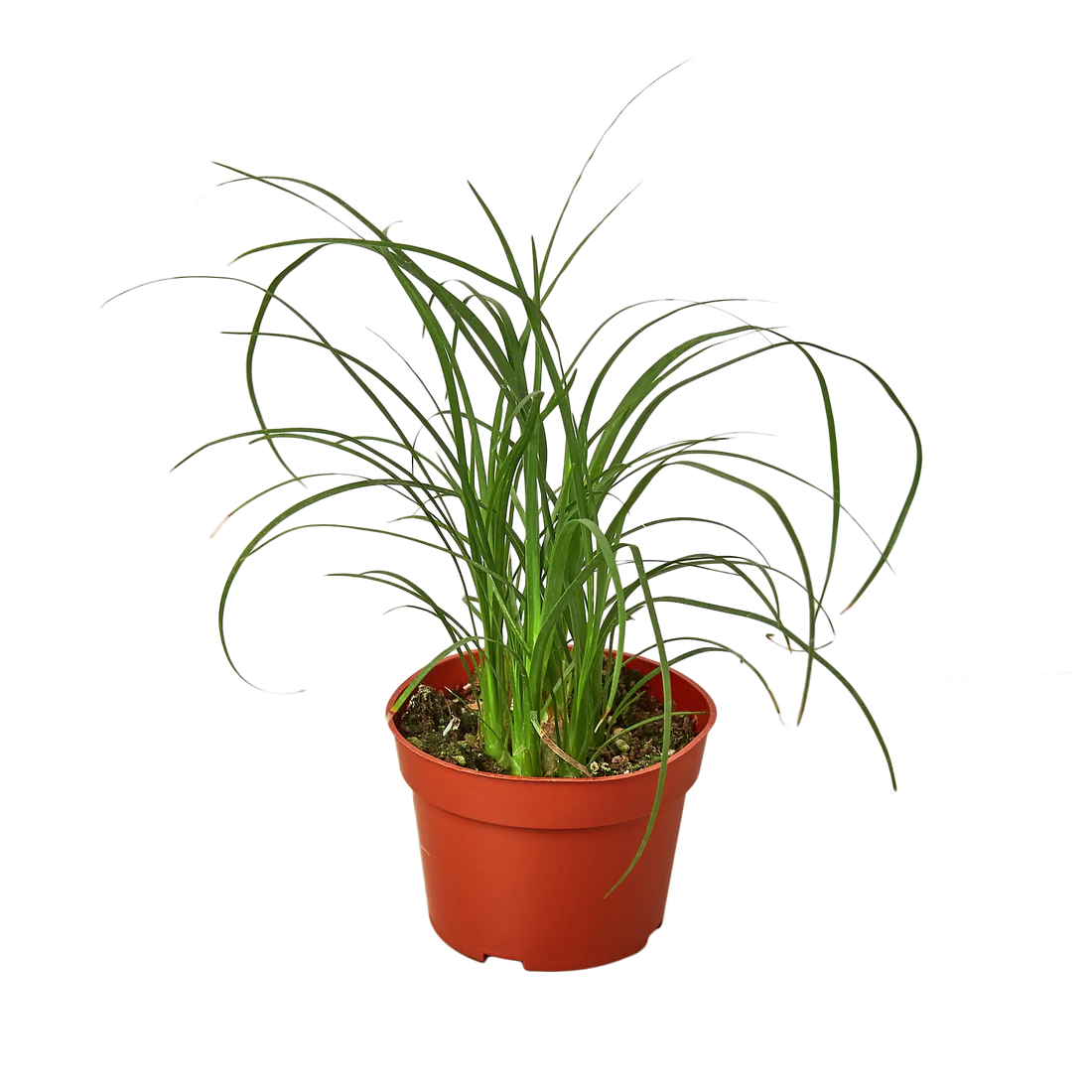Ponytail Palm - Hive Plants - Indoor & Outdoor Plants