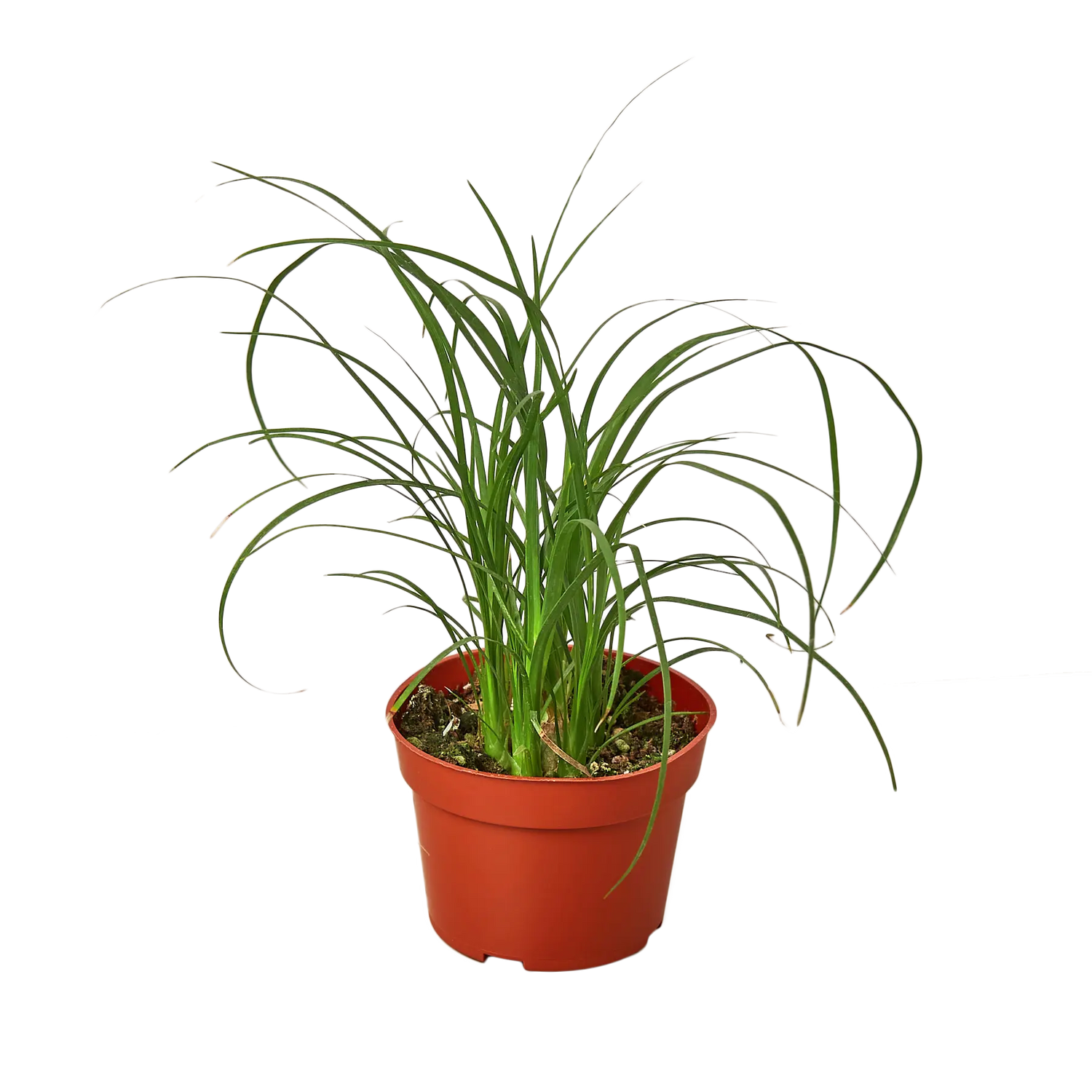 Ponytail Palm - Hive Plants - Indoor & Outdoor Plants