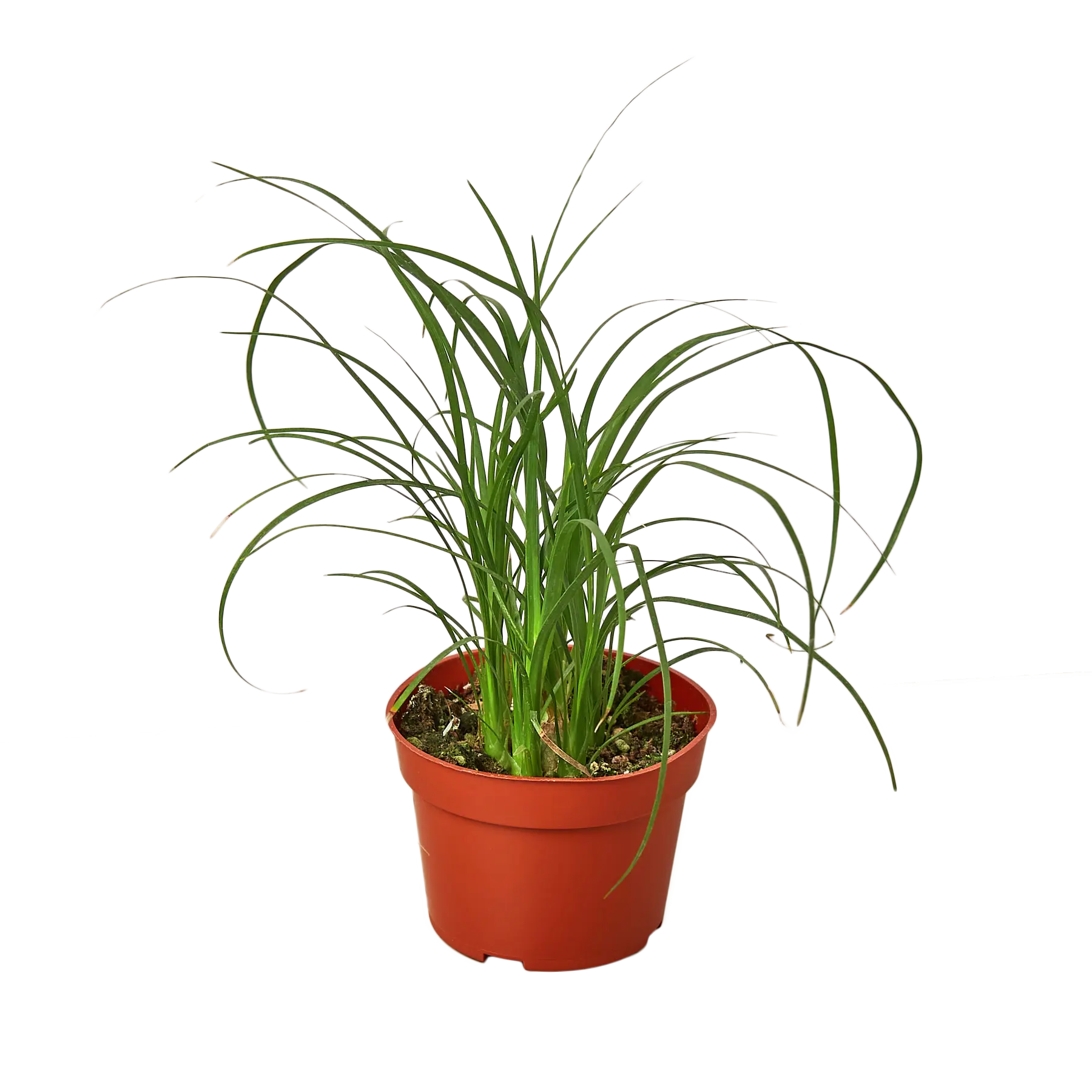 Ponytail Palm - Hive Plants - Indoor & Outdoor Plants