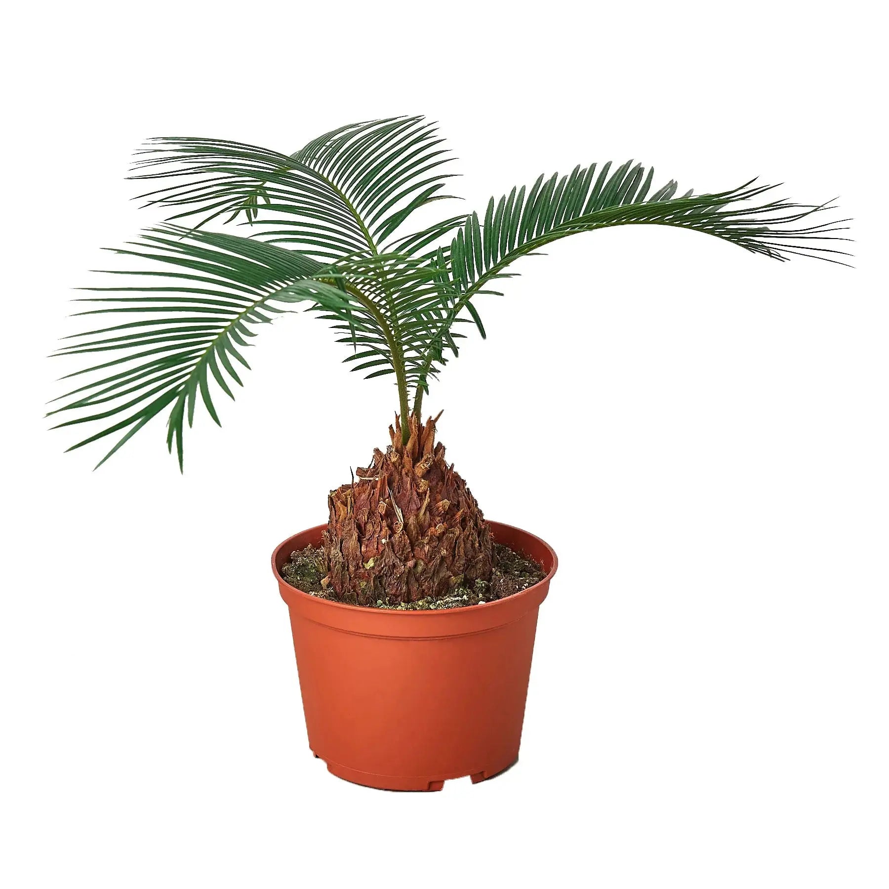 Sago Palm - Hive Plants - Indoor & Outdoor Plants