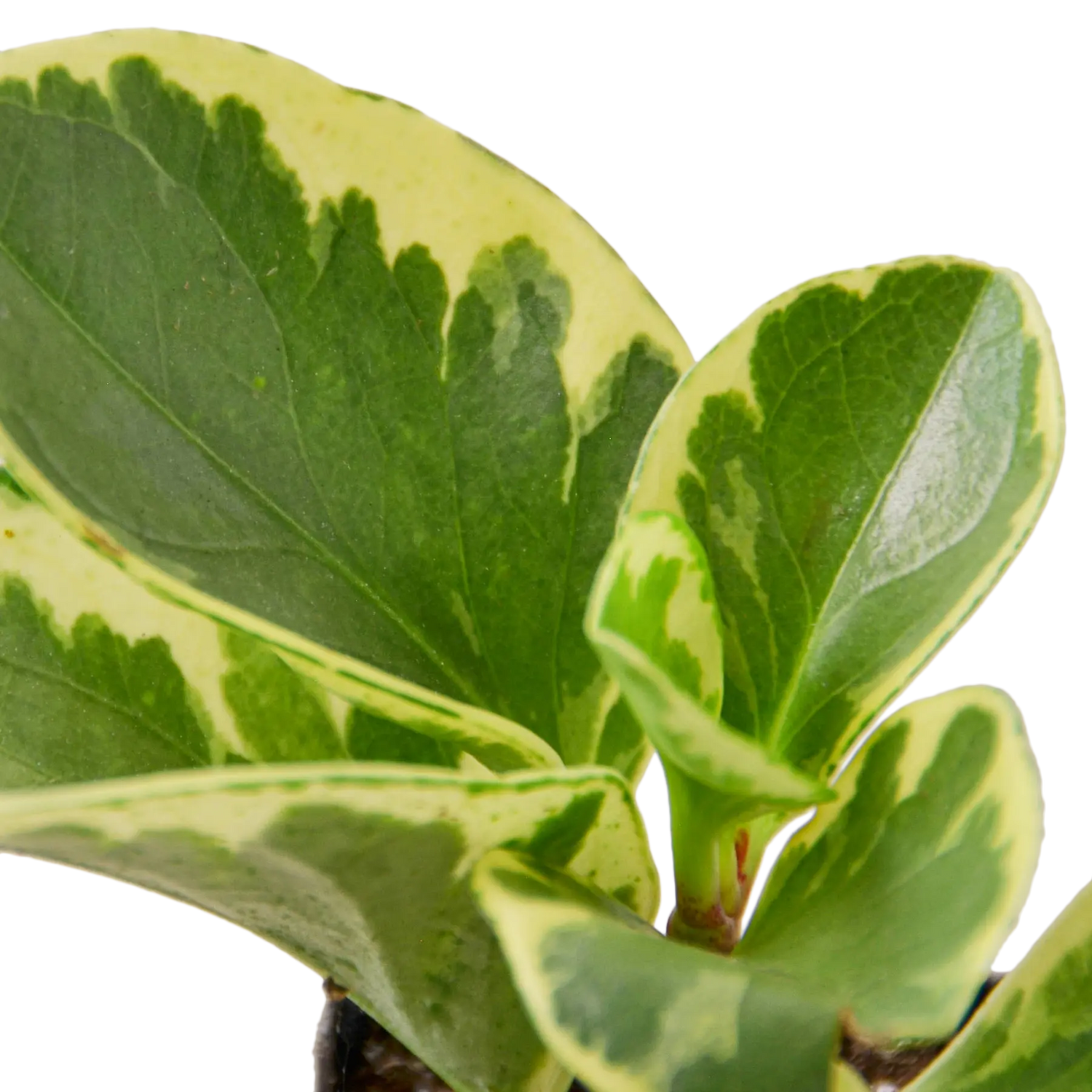 Peperomia &