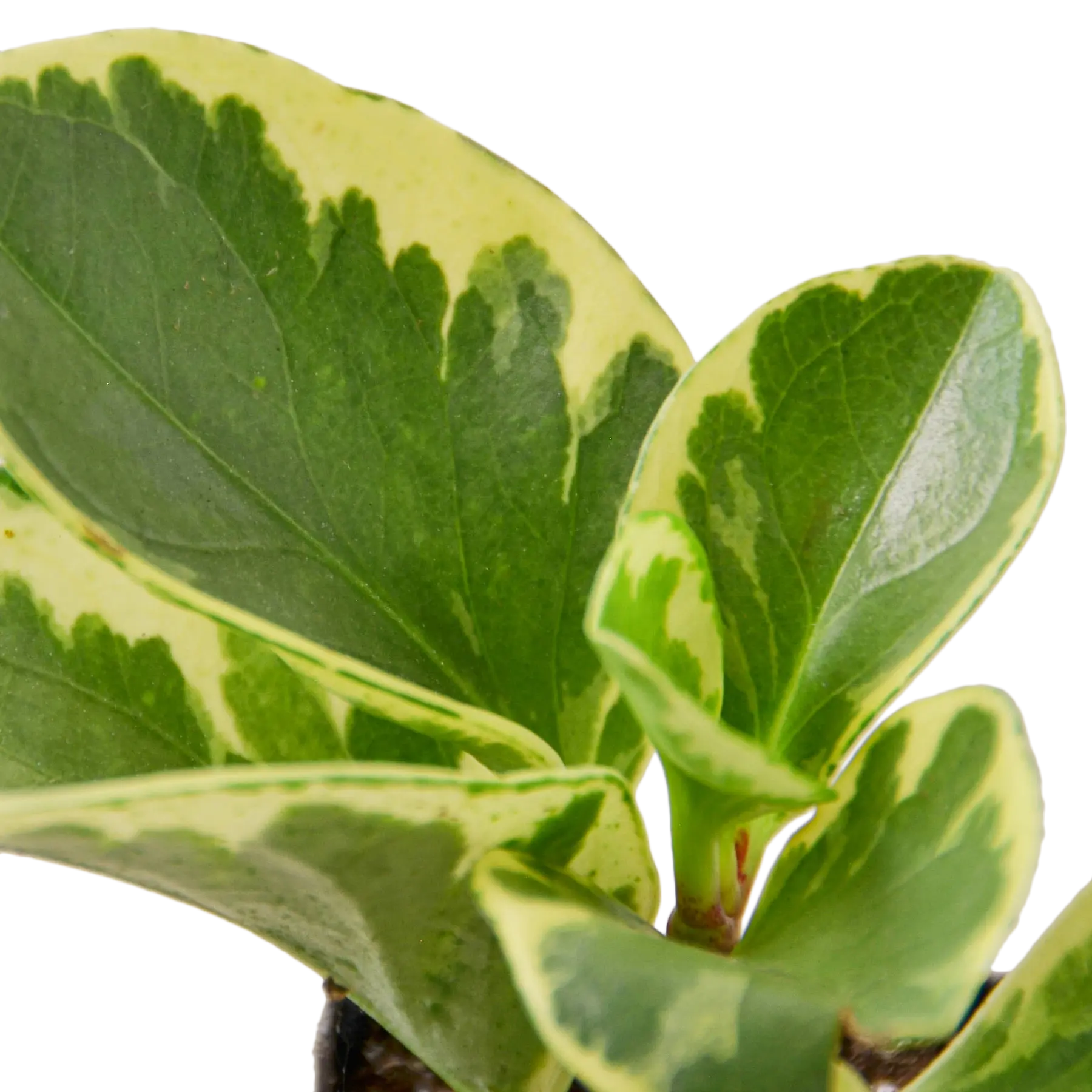 Peperomia &