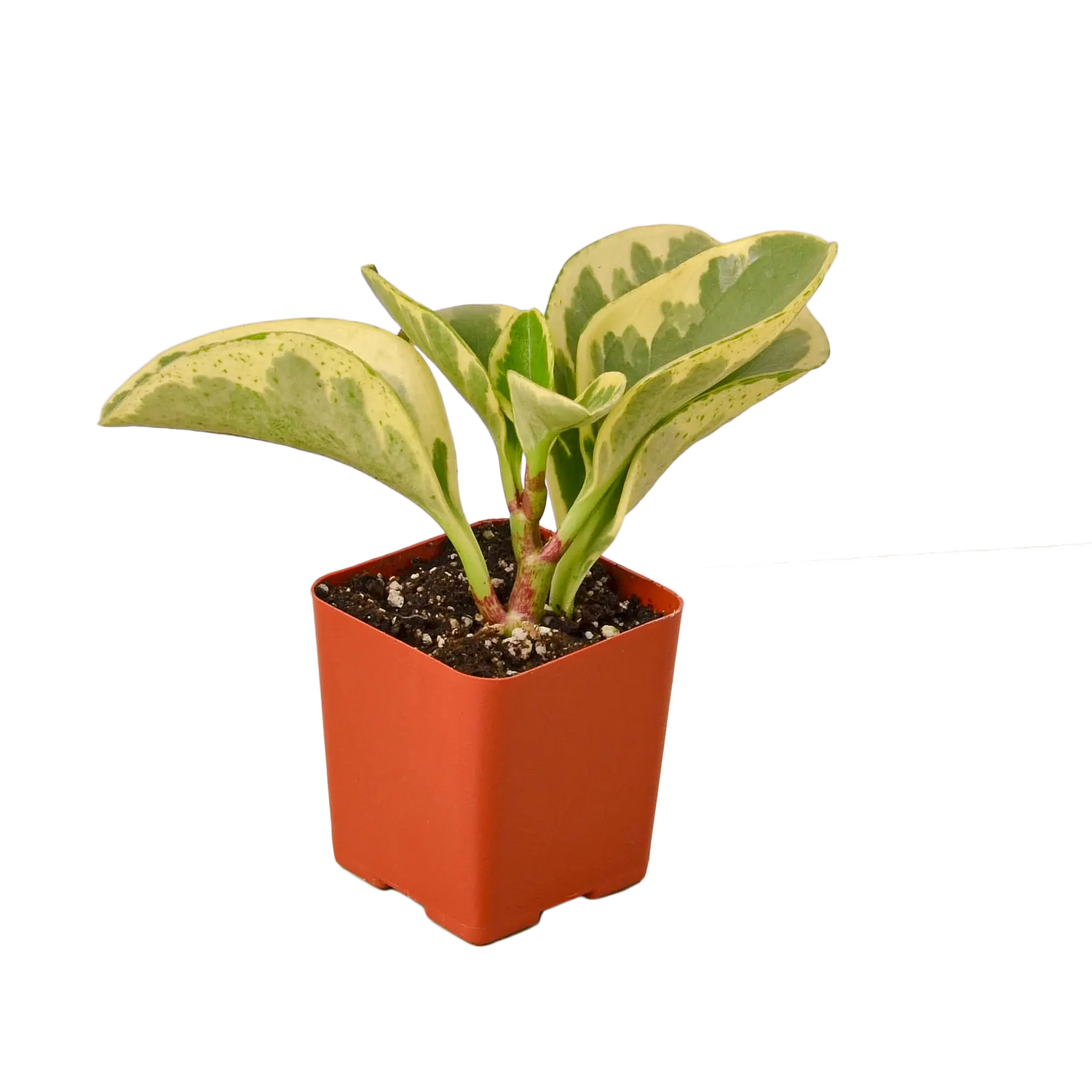 Peperomia &