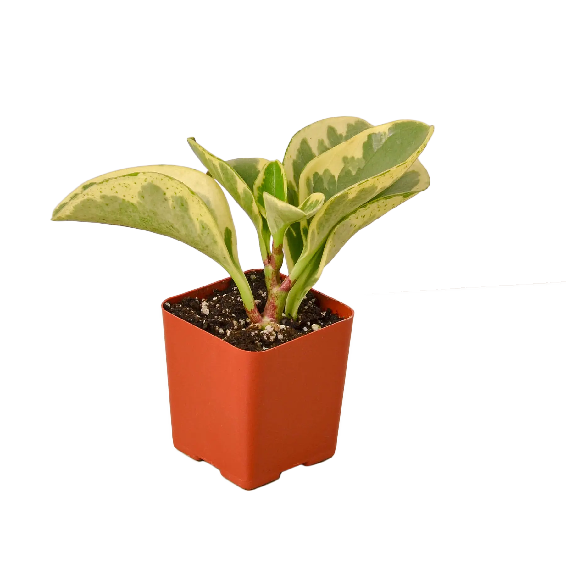 Peperomia &