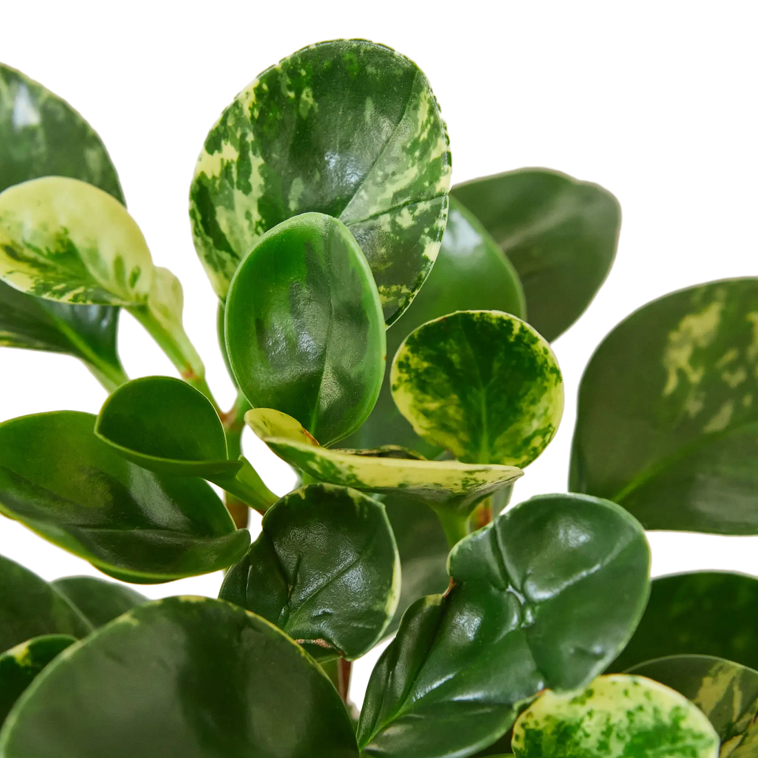 Peperomia &