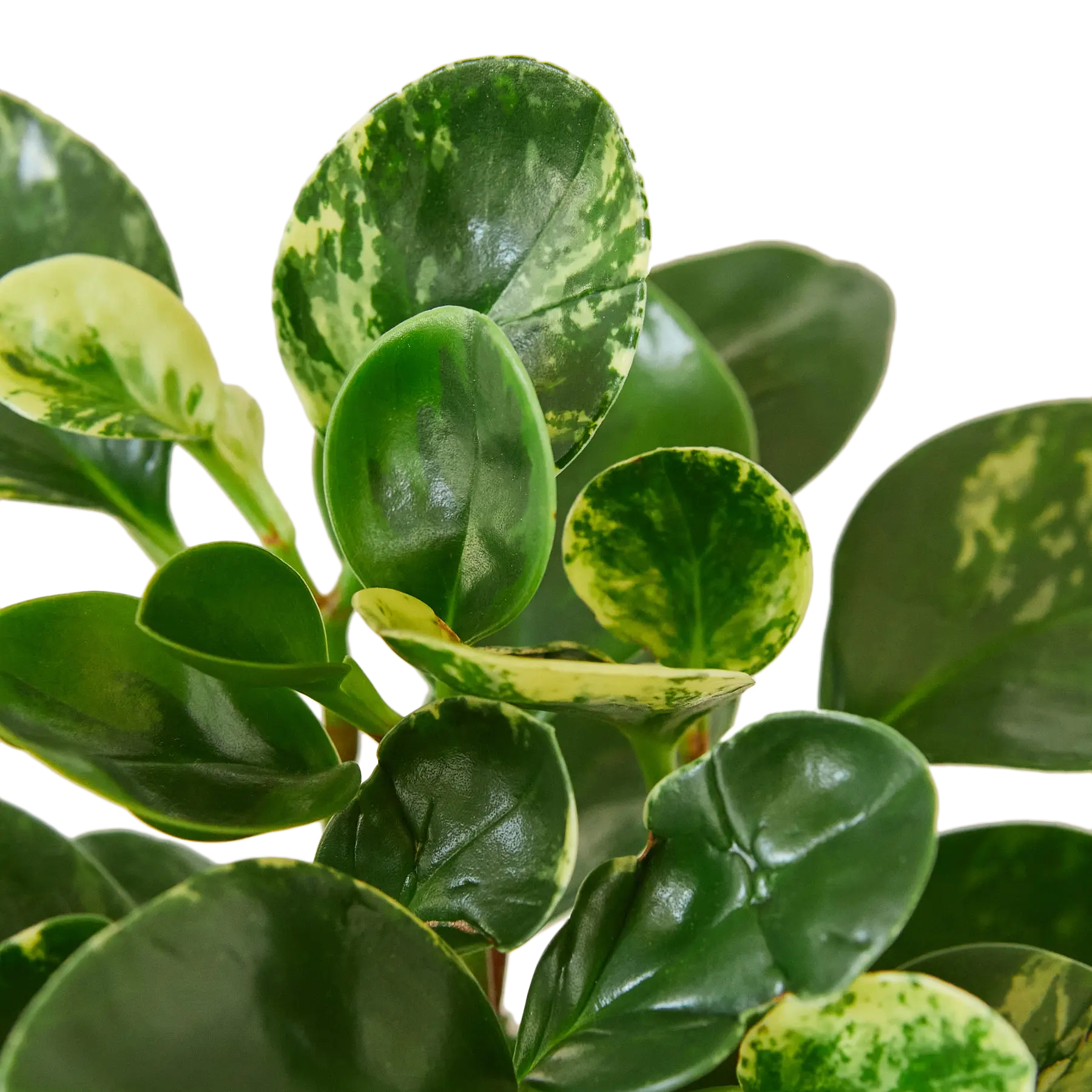 Peperomia &