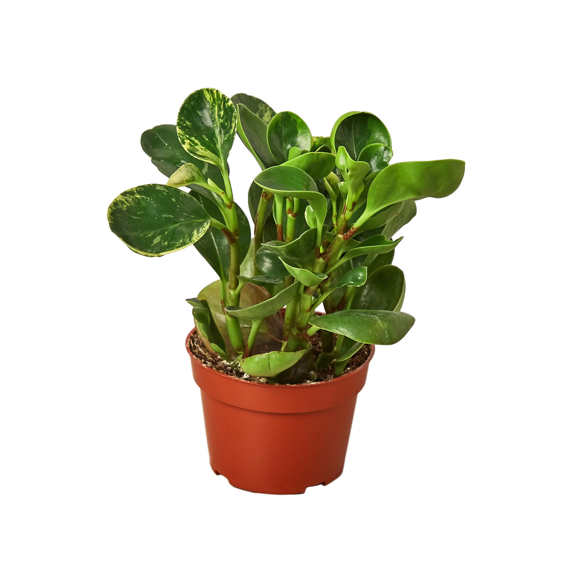 Peperomia &