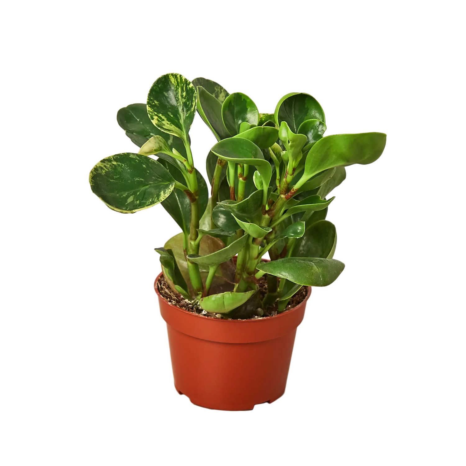 Peperomia &