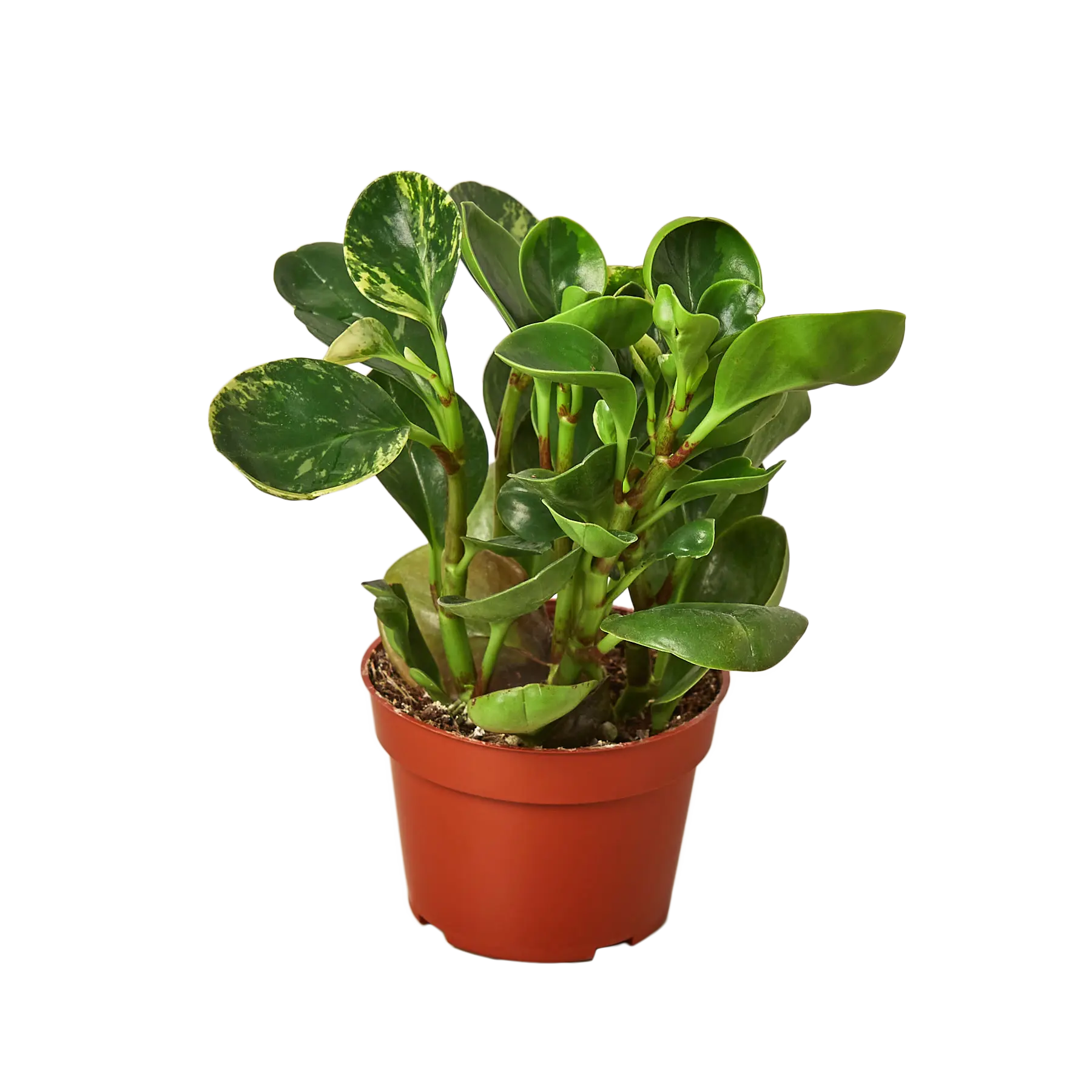 Peperomia &