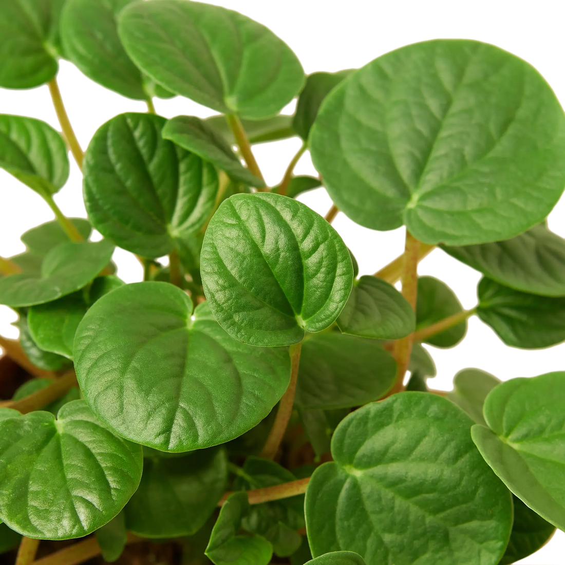 Peperomia &