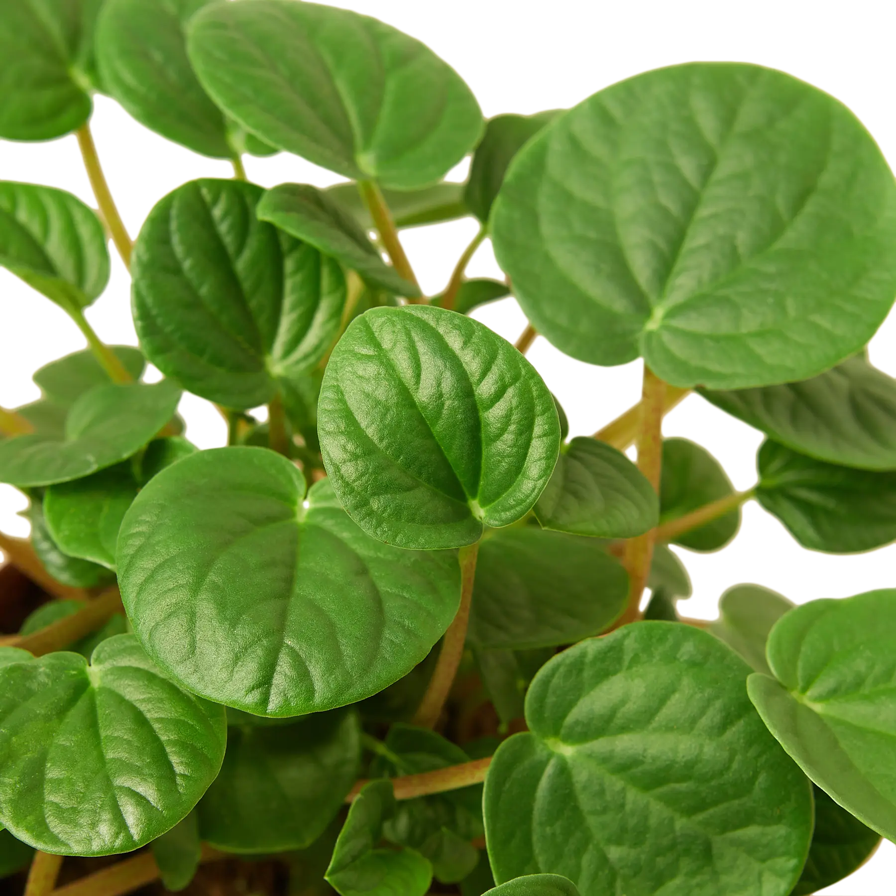 Peperomia &