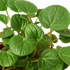 Peperomia &