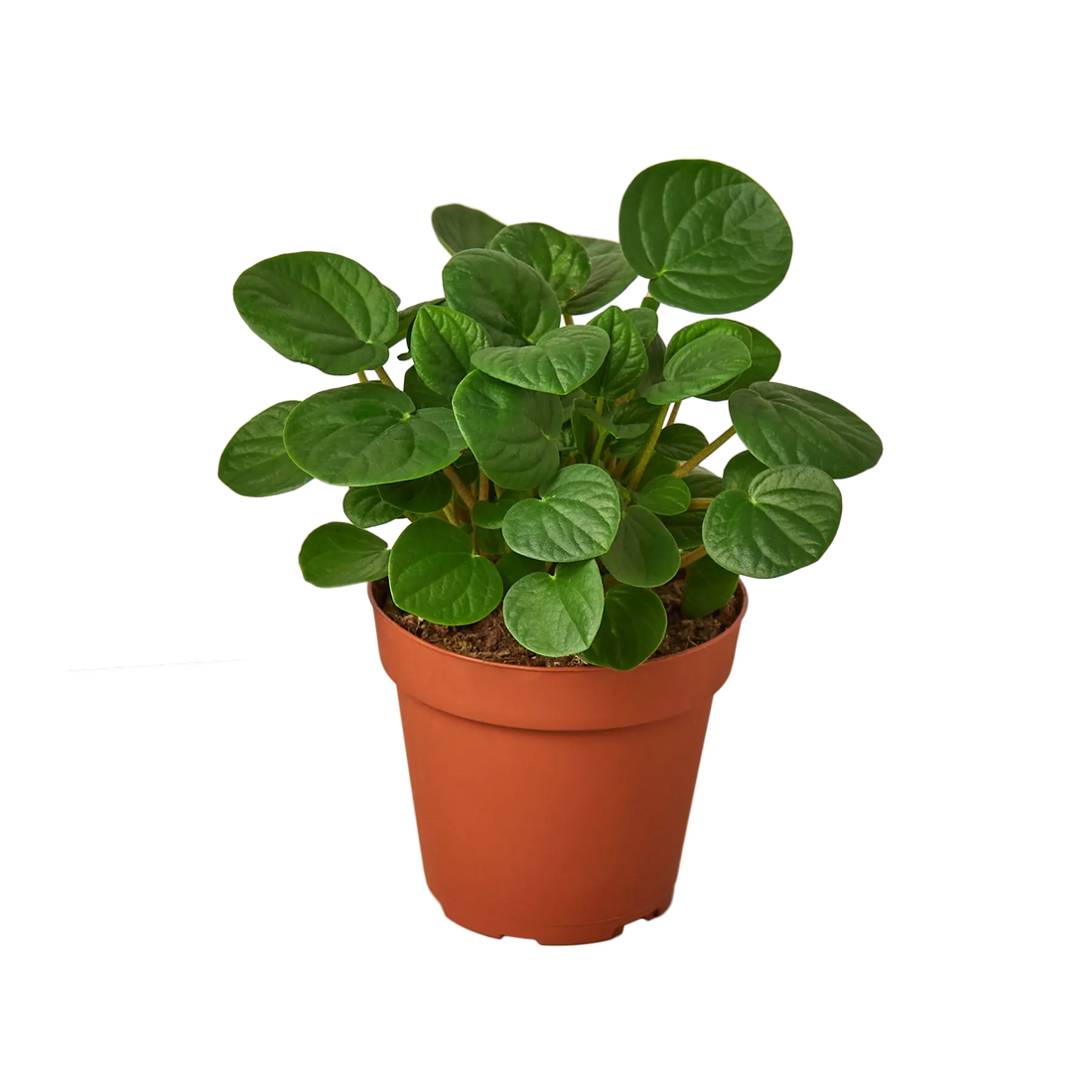 Peperomia &