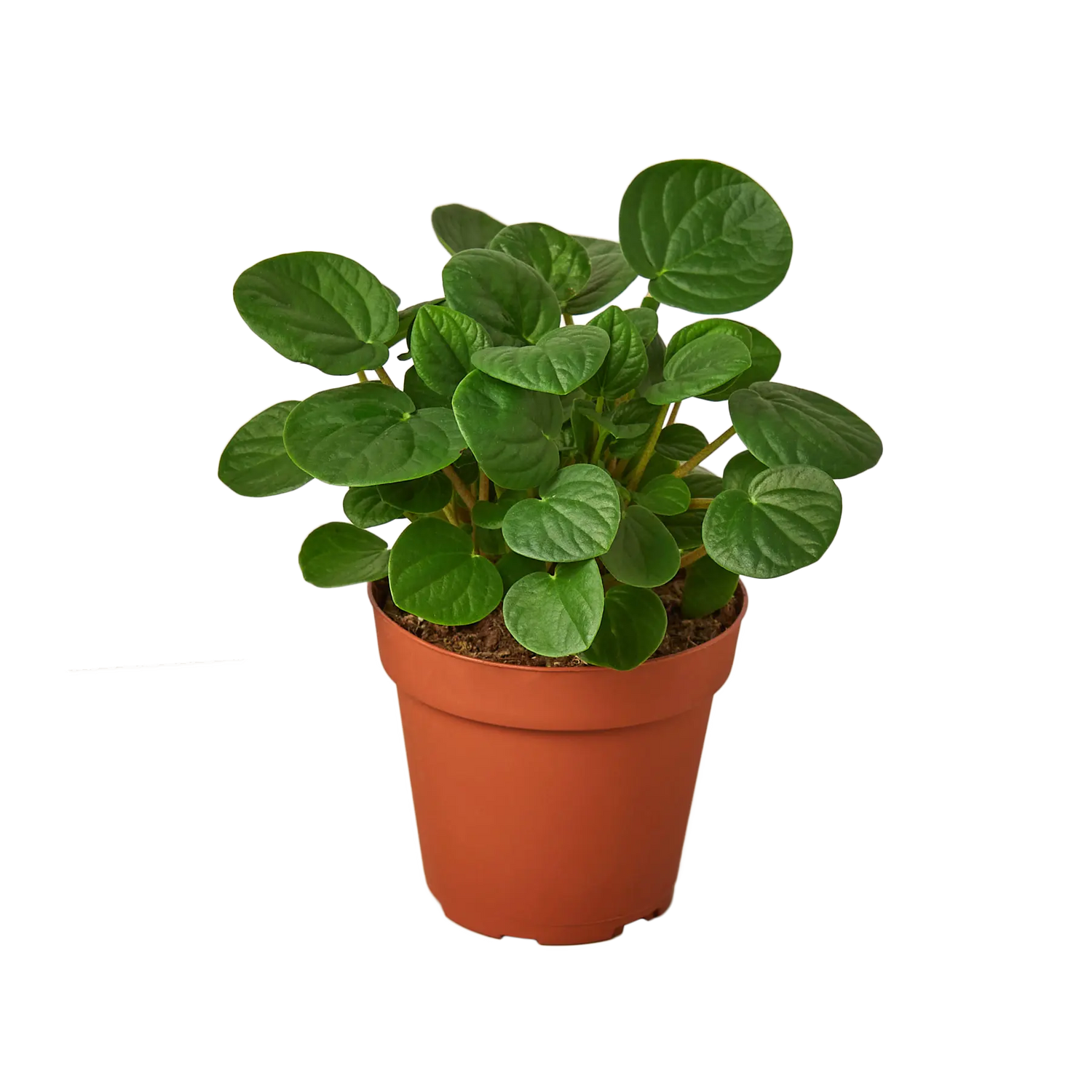 Peperomia &