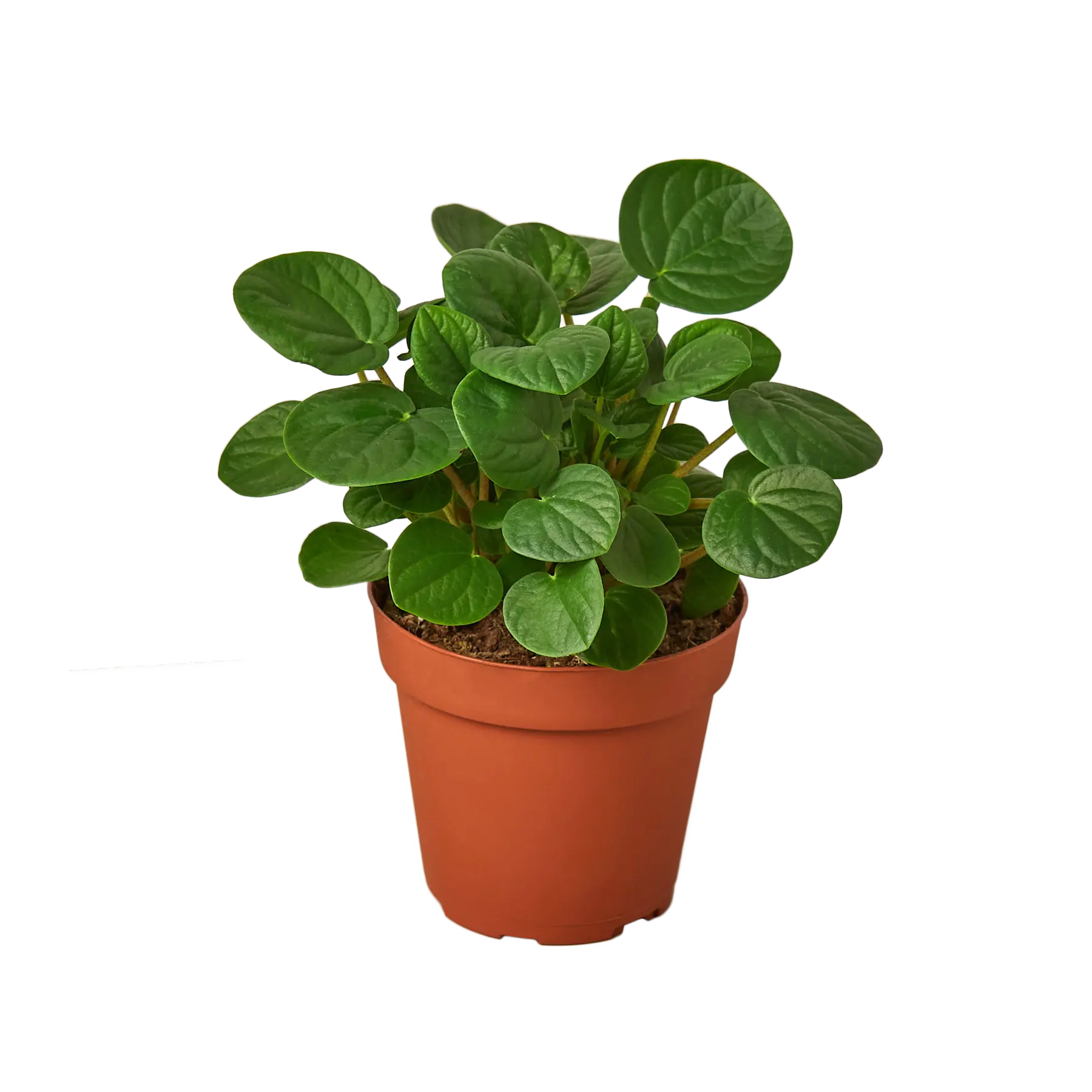Peperomia &