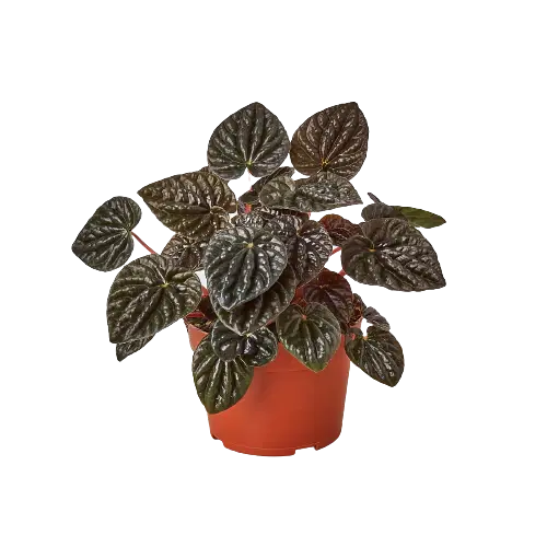 Peperomia &