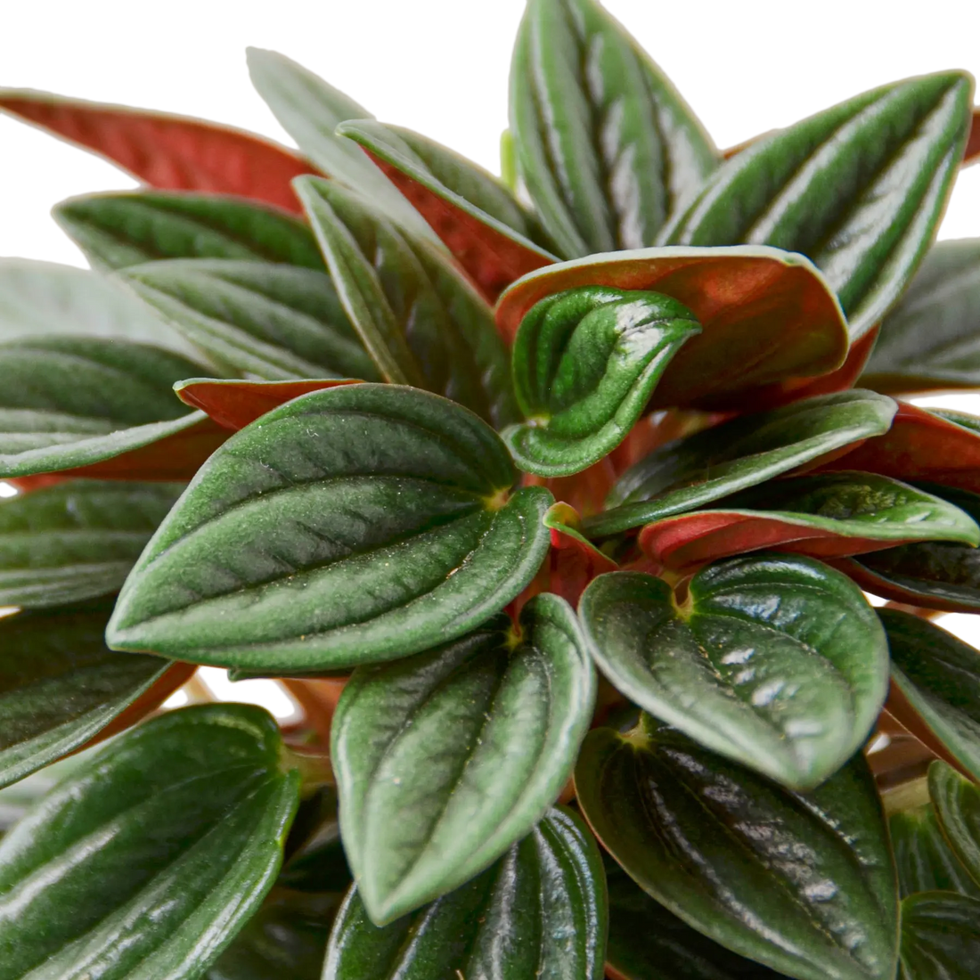 Peperomia &