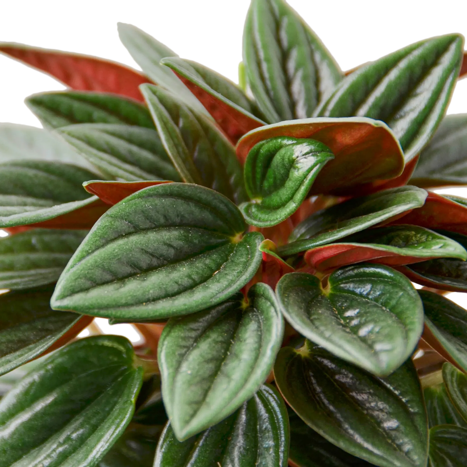 Peperomia &