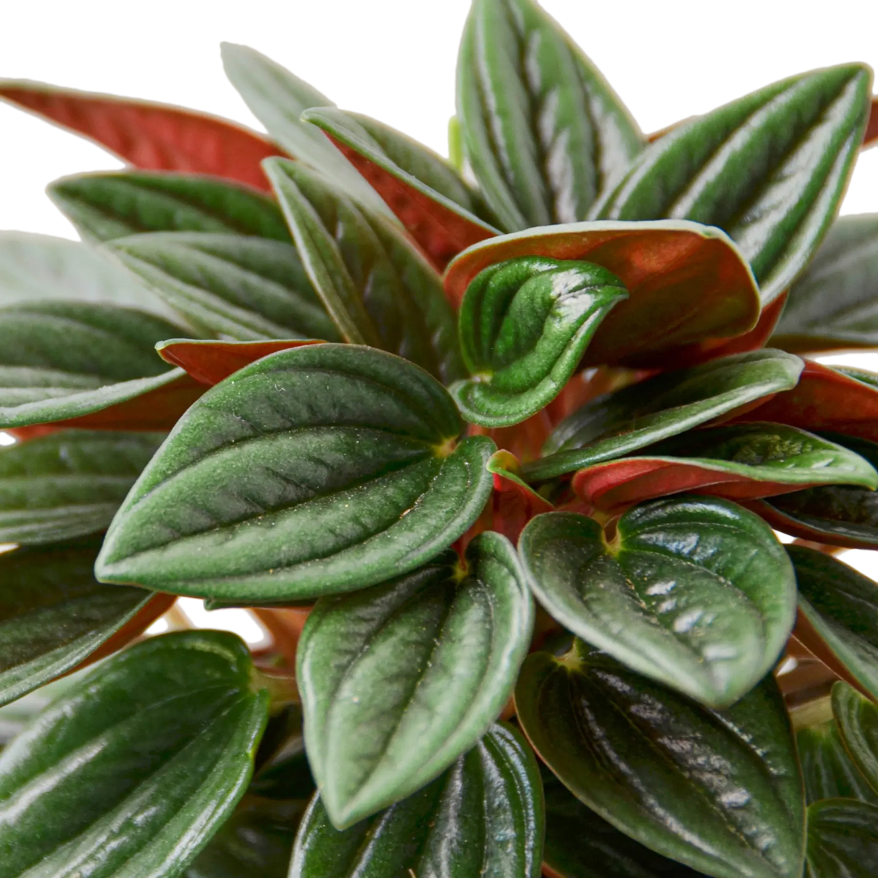 Peperomia &