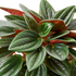 Peperomia &