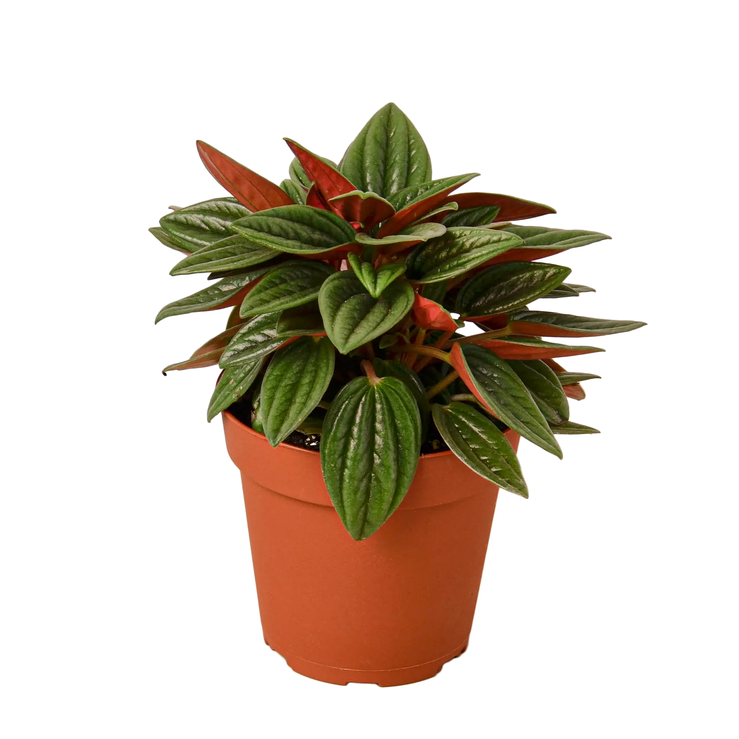 Peperomia &