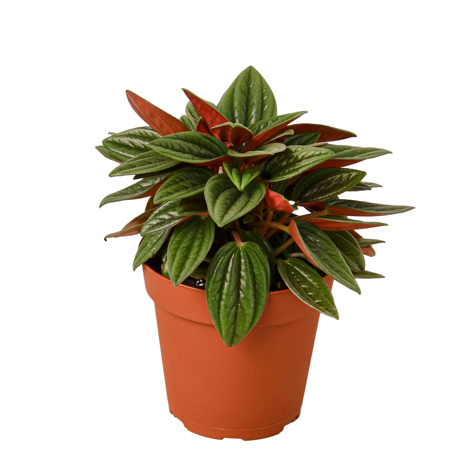 Peperomia &