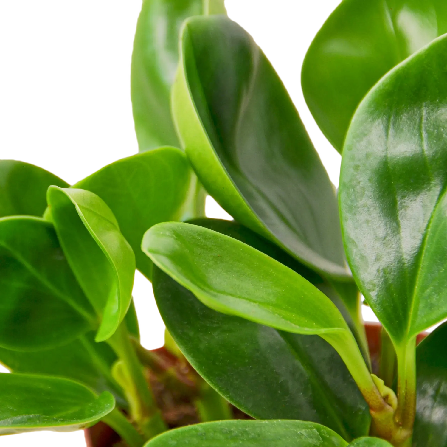 PEPEROMIA &