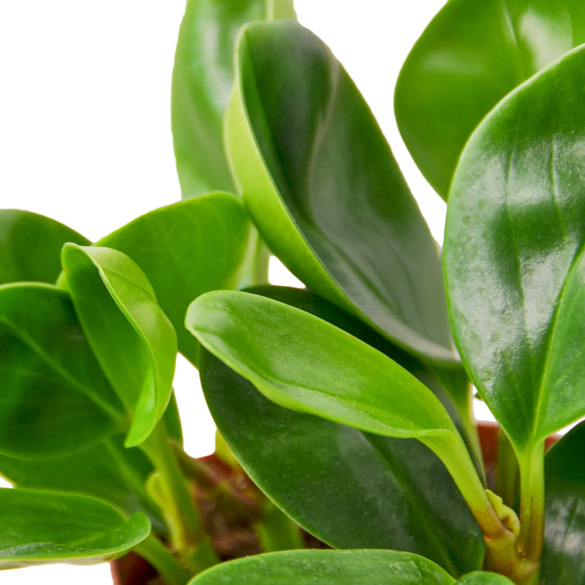 PEPEROMIA &