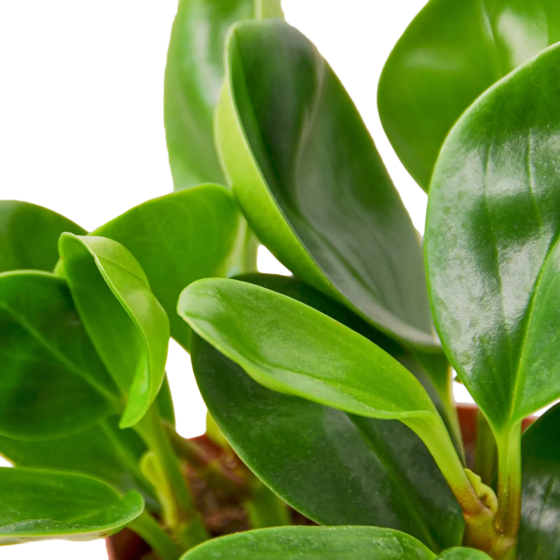 PEPEROMIA &