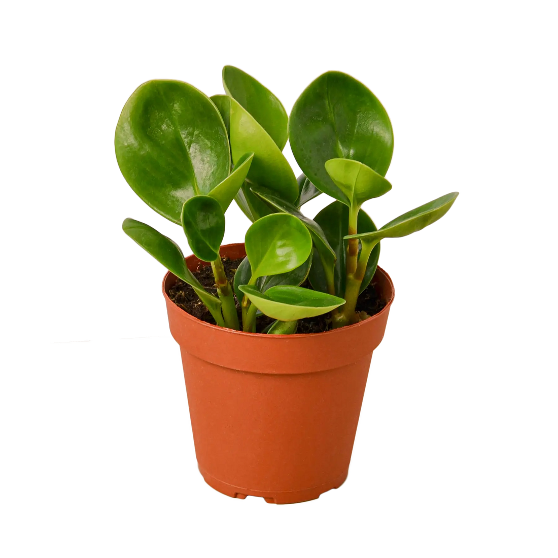 PEPEROMIA &