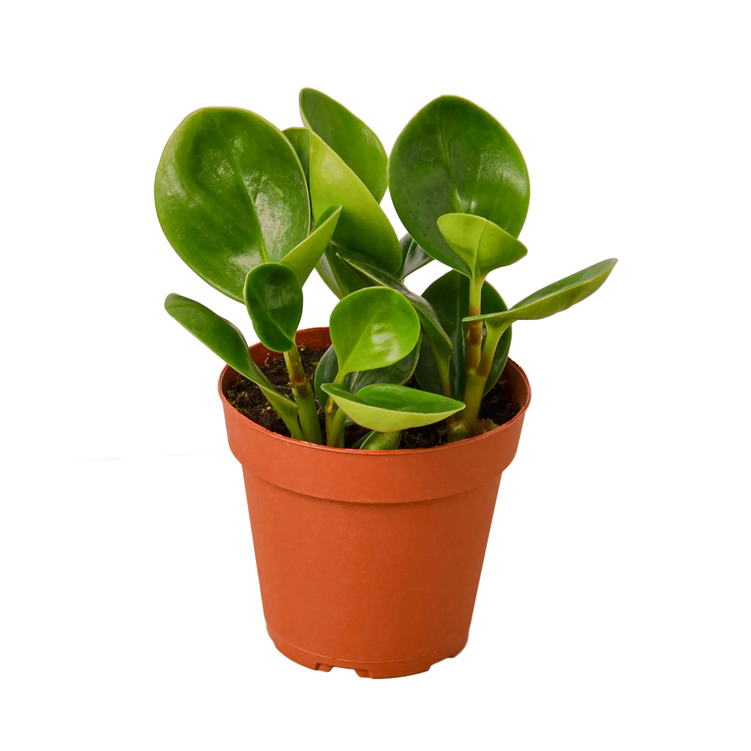 PEPEROMIA &