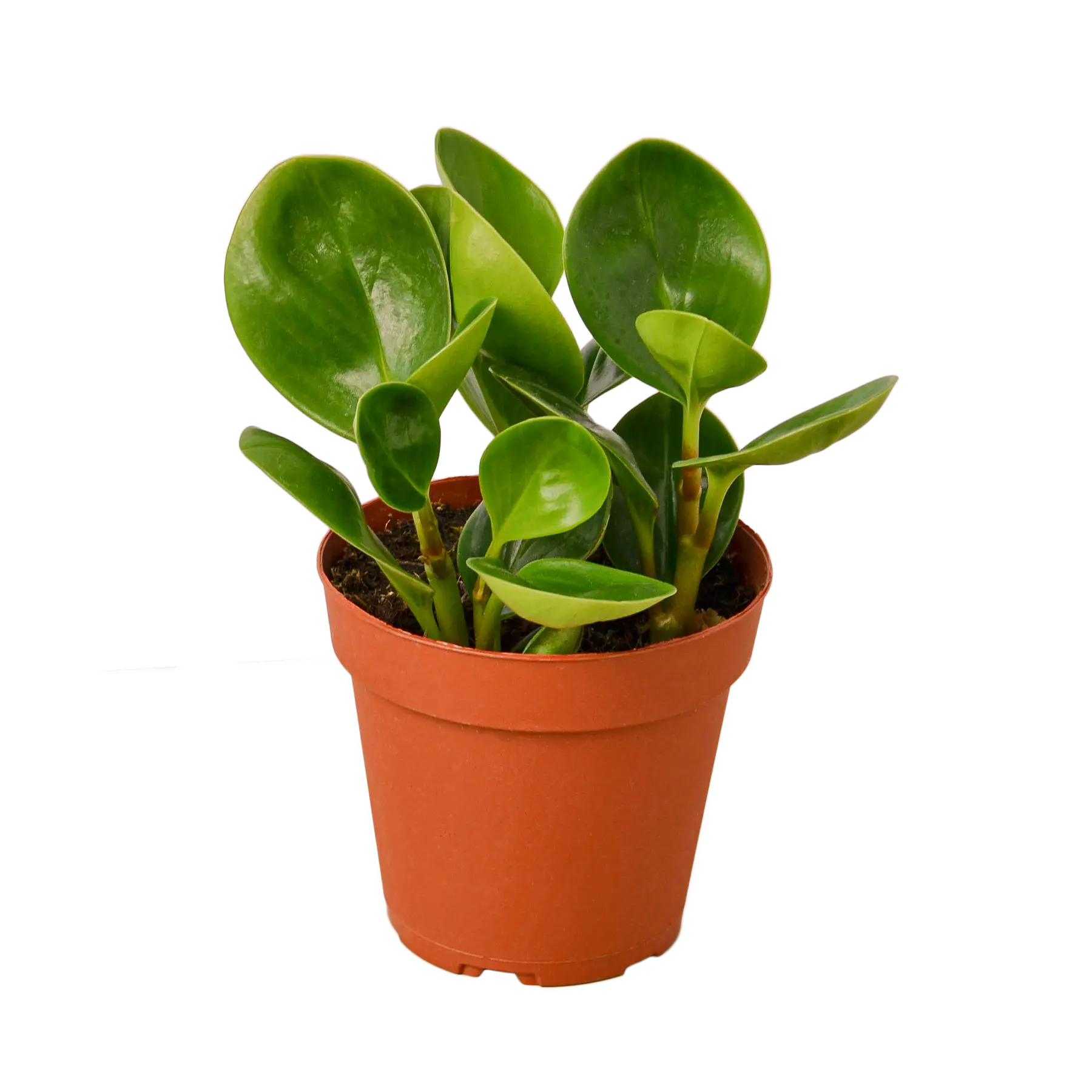 PEPEROMIA &