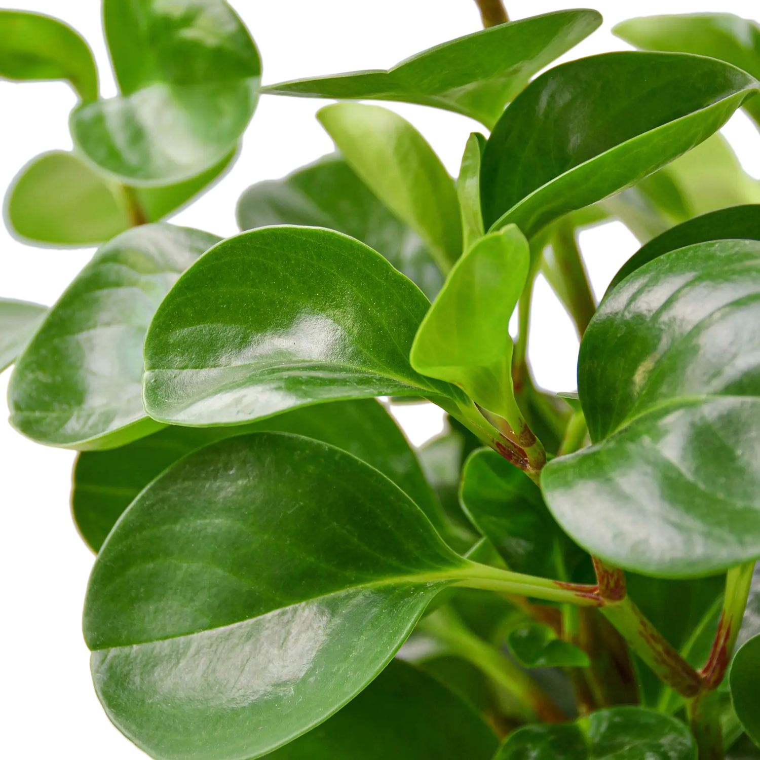 PEPEROMIA &