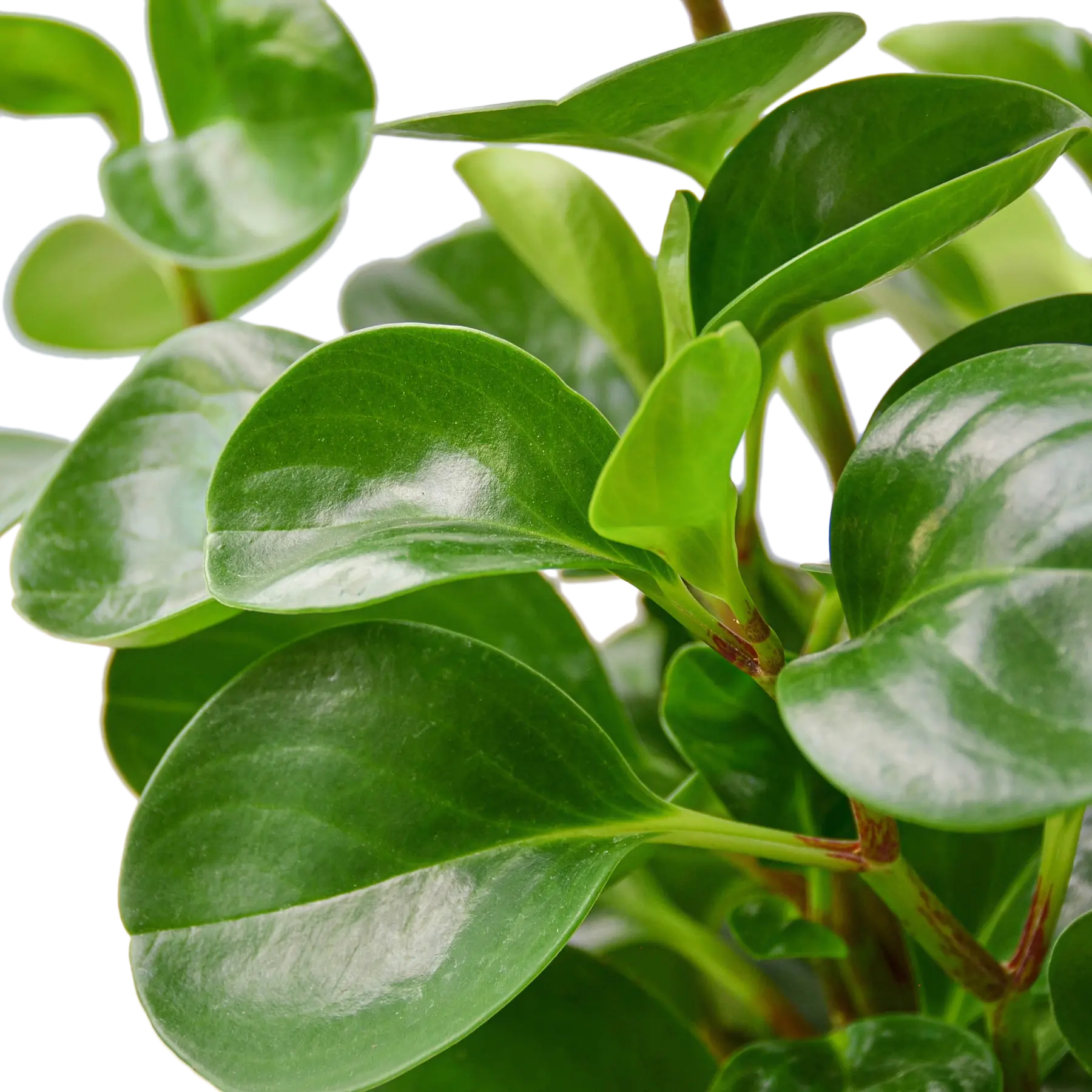 PEPEROMIA &