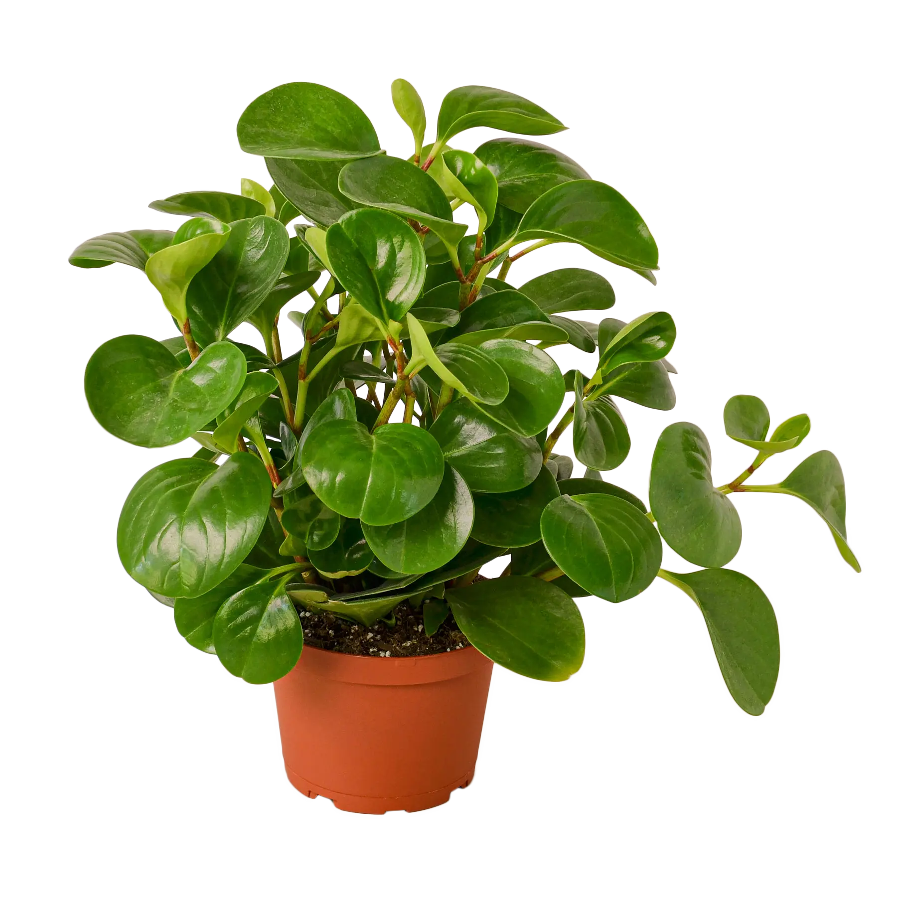 PEPEROMIA &